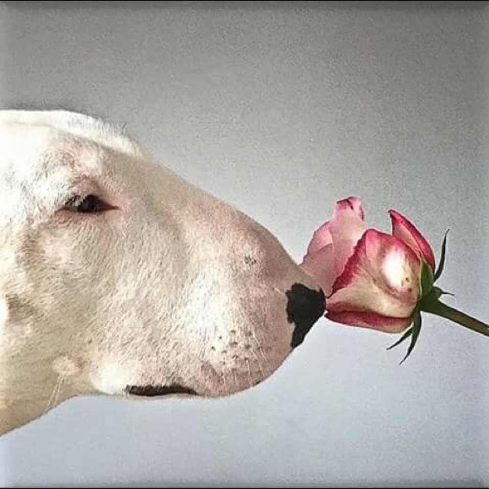 Meet your Posher, Manny